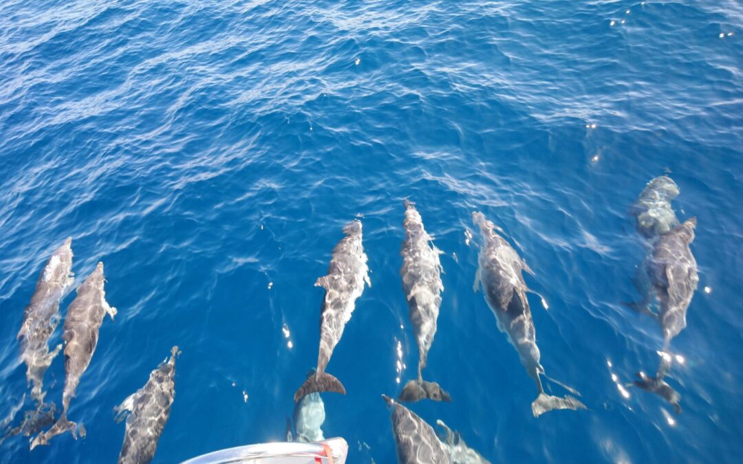 Kanaren 2019: Grancanaria – Fuerteventura – Teneriffa